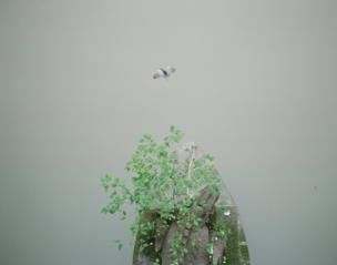 طاشر يحلق فوق شجرة