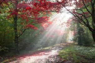 The sun shining through trees on a forest path