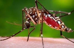 Female Aedes aegypti mosquito in the process of acquiring a blood meal from a human host.
