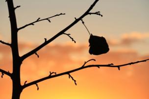 The silhouette of a leaf against an autumnal sky