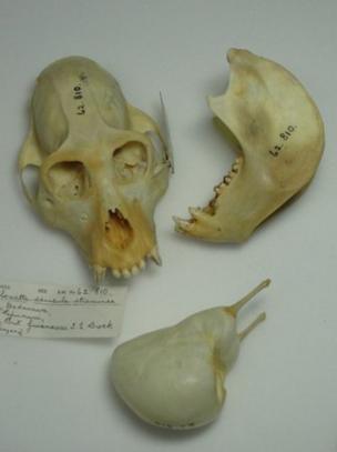 The skull, jawbone and hyoid bone (bottom) of a red howler monkey shows the enormous size of the hyoid relative to body size (c) Jacob Dunn