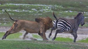 Lion trys to attack a zebra