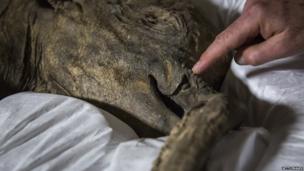 Meet Lyuba The World S Best Preserved Mammoth Cbbc Newsround