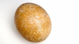 ostrich egg eggshell proteins deep found spl copyright