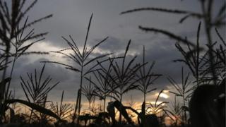Maize stalks are pictured in a field near the town of Boricha, in southern Ethiopia, on August 30, 2008