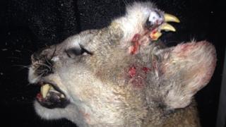 Deformed mountain lion with teeth growing out of its head, shot in Idaho (30 December)