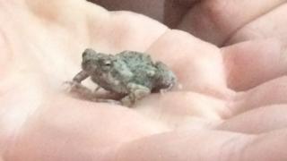 Tungara frog