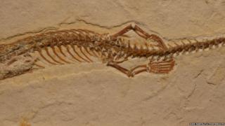 legs on the snake fossil