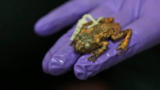 The body of a preserved female frog named Frankixalus jerdonii on a glove-covered hand