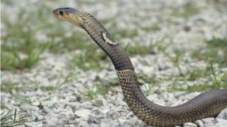 Un cobra de monóculo o cobra asiática (Naja kaouthia). _91772408_thinkstockphotos-200352556-001