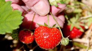 Strawberries (Image: BBC)