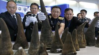 Thai customs officers display seized rhino horns during a press conference