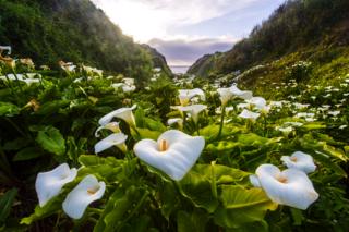 The Wild Calla Lily Valley - Jean Li / www.igpoty.com