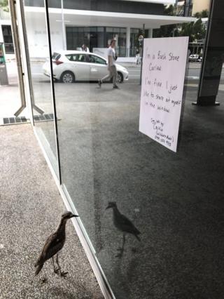 A sign explaining to passers-by that the bird enjoys staring at its reflection