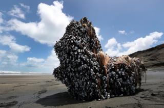 A large driftwood tree covered in gooseneck barnacles sits in the sun on Auckland's west coast
