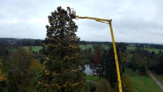 uk s tallest living christmas tree gets decorated cbbc uk s tallest living christmas tree gets decorated cbbc