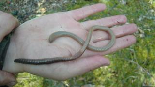 Rum earthworm