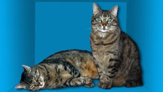 Schrodinger's Cat paradox - illustration