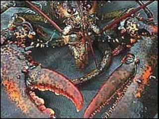 Lobster