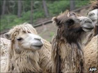 Camels, file photo