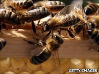 Honey bees