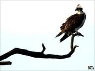 Osprey