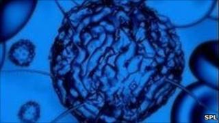 stem cell