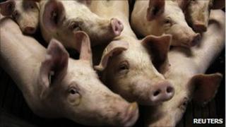 Pigs in their piggery in Bockel, northern Germany, 14 January