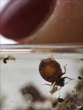 Bedbugs seen next to a fingertip