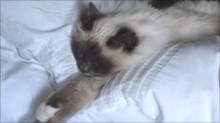 Cat sleeping on a bed