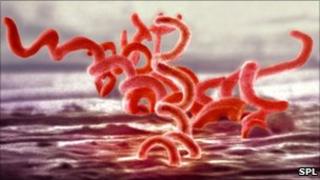 Syphilis bacteria