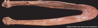 Lower jaw of S. nessovi (Naish/Dyke/Cau/EscuilliƩ/Godefroit)