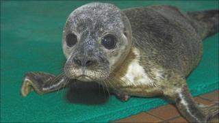 Seal