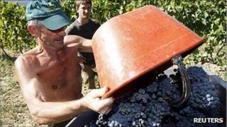 A farmer harvests grapes in Italy
