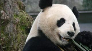 Yang Guang, one of the pandas who'll be chomping all the bamboo at Edinburgh Zoo
