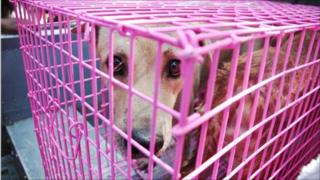 Rescued dog in cage