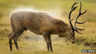 Red deer stag