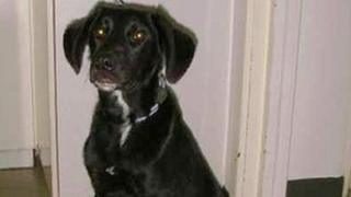 Labrador puppy Max