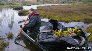National Trust volunteer Laura Jennings with a boat of pitcher plants