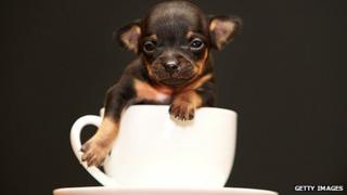 World's smallest Chihuahua
