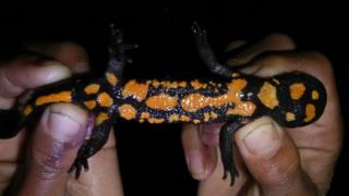 The Laotriton laoensis newt