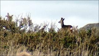 Roe deer