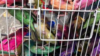 Birds for sale in Tripoli market