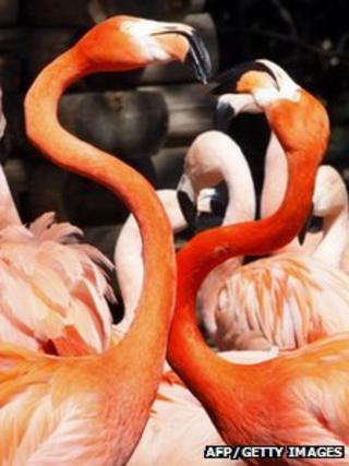 A pair of Caribbean flamingos extend their necks during courtship