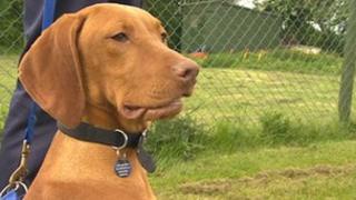 Hungarian Vizslas