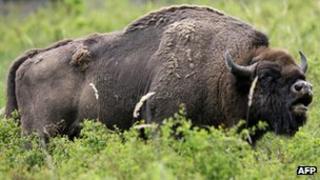 European bison - file pic