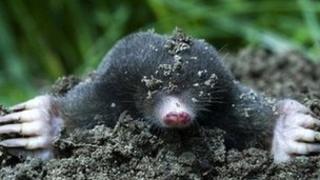 European Mole