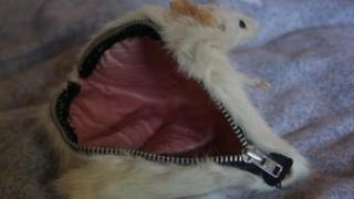 Rat purse