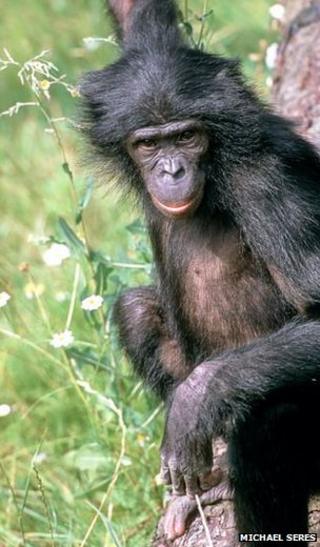 Bonobo