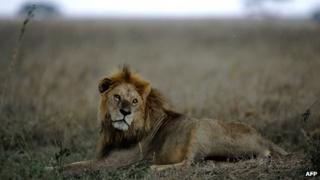 A lion